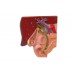 model kamieni żółciowych - 3b smart anatomy - 1000314 [k26] 3b scientific modele anatomiczne 6